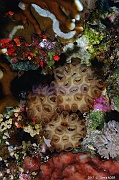 Palythoa tuberculosa anemone mat empoissonee-Safaga Panomara Reef N-30m-20171123-Denis-ADER-DSC_3631_tn